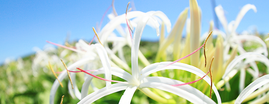 lily flower images